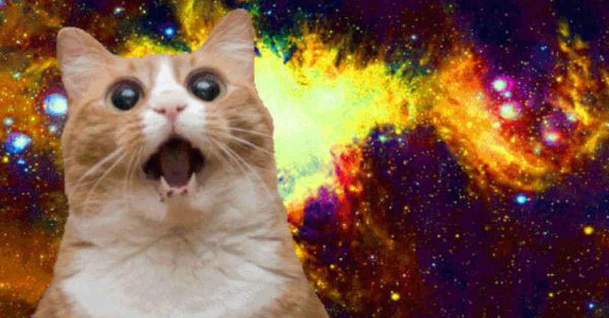 Amazed Cat in Space
